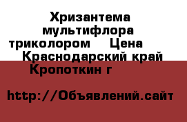 Хризантема мультифлора (триколором) › Цена ­ 200 - Краснодарский край, Кропоткин г.  »    